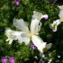 Iris du jardin...