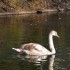 Les cygnes