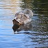 Les cygnes
