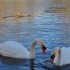 Les cygnes