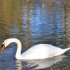 Les cygnes
