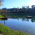 Une oie
