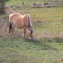 Chevaux