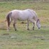 Chevaux