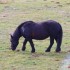 Chevaux