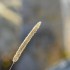 Macros