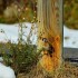 Chardonnerets