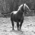 Un cheval