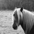 Un cheval