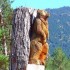 Un ours