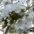 Fleurs du printemps