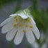 Fleurs du printemps