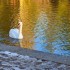 Cygnes et Canards