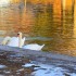 Cygnes et Canards