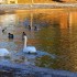 Cygnes et Canards