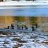 Cygnes et Canards