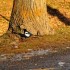 Les oiseaux