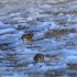 Les oiseaux