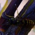 Insectes