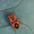 Insectes