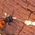 Insectes