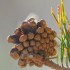 Pomme de pin