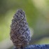 Pomme de pin