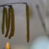 Plantes sauvages