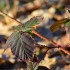 Plantes sauvages