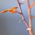 Plantes sauvages