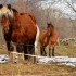 Chevaux de trait