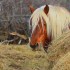 Chevaux de trait