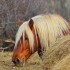Chevaux de trait