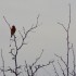 Un oiseau (1)