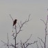 Un oiseau (1)