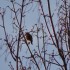 Un oiseau (1)