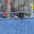 Un chien