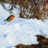 Un rouge gorge