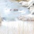 La rivière (3)