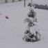 La neige ce matin (2)
