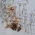 La neige ce matin (2)
