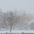 La neige ce matin (2)