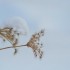 Plante sèche