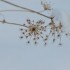 Plante sèche
