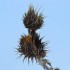 Plantes sèches (2)