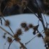 Plantes sèches (2)
