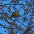 Mésange bleue