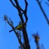 Mésange bleue