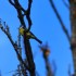 Mésange bleue