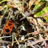 Pyrrhocoris apterus